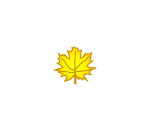 Fallen Maple Yellow Leaf