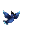 Flying Stellers Blue Jay