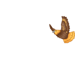 Golden Tailed Hawk