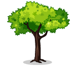 Tall Green Maple Tree