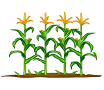 Fully Grown Corn Stalks