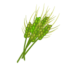 Autumn Wheatgrass