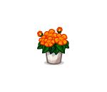 Potted Orange Dahlia