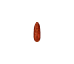 Ear of Red Corn
