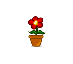 Red Potted Daisy