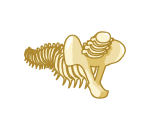 Fossil Tail Bone
